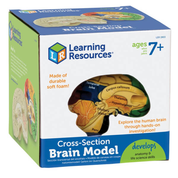 LR-Cross-Section Human Brain Model