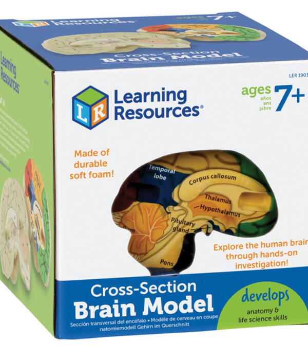 LR-Cross-Section Human Brain Model