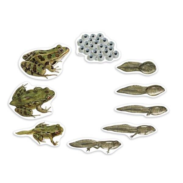 LR-Giant Magnetic Frog Life Cycle