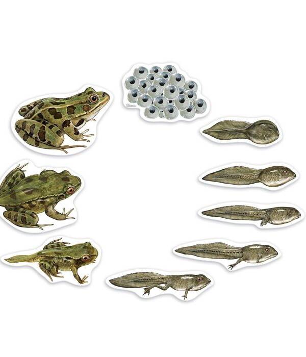 LR-Giant Magnetic Frog Life Cycle