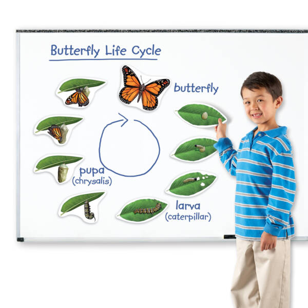 LR-Giant Magnetic Butterfly Life Cycle