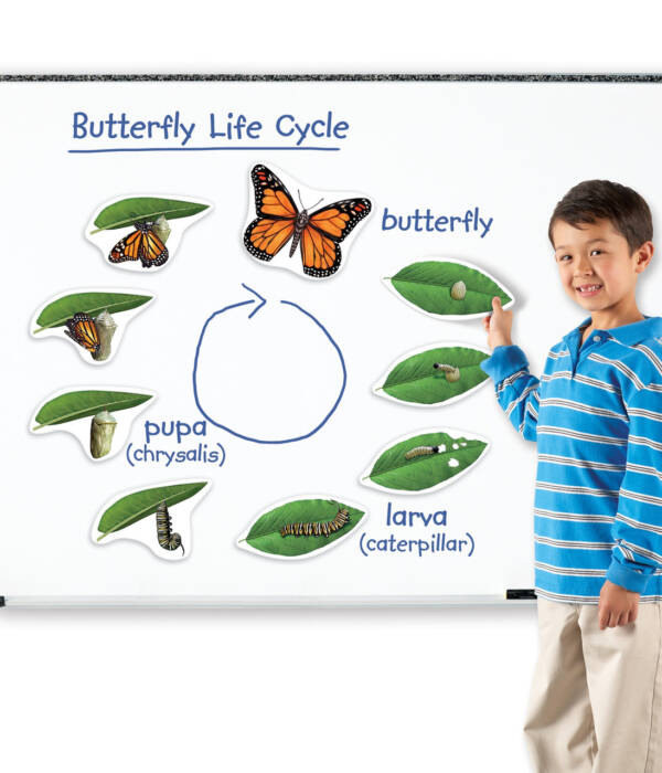 LR-Giant Magnetic Butterfly Life Cycle
